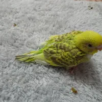 یک عدد عروس هلندی پیدا شده عکس تزئینی است