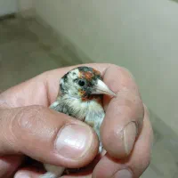 گل ماده