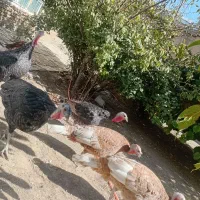 بوقلمون ماده|حیوانات مزرعه|ابهر, |دیوار