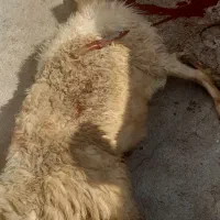 بره شیشک|حیوانات مزرعه|مرودشت, ده بید|دیوار