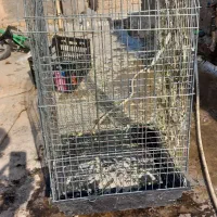 یک عدد قفس پرنده سایز بزگ فروشی|لوازم جانبی حیوانات|پیشوا, |دیوار