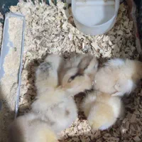 جوجه کردی و برهما پا پر و بلدرچین