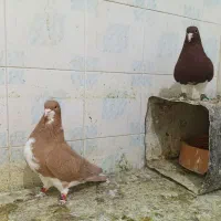 شهری|پرنده|پاسارگاد, |دیوار