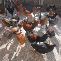 مرغ تخم گذار /تعداد بالا