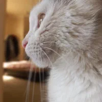 واگذاری گربه با وسایل|گربه|اصفهان, میرعماد|دیوار