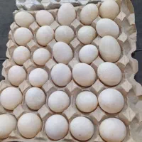 تخم اردک پکنی نطفه دار|حیوانات مزرعه|اسالم, |دیوار