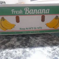 کارتون موزی