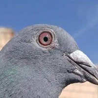 کبوتر پلاکی مسافتی|پرنده|کاشان, قطب راوندی|دیوار