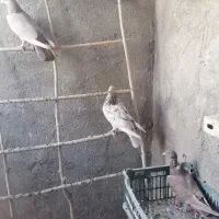 سه عدد کبوتر نامور اس|پرنده|کنگاور, |دیوار