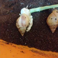 حلزون البینو