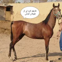 کره طوفان کیانی|اسب و تجهیزات اسب‌سواری|خمینی‌شهر, |دیوار