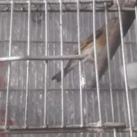 سهره قناری|پرنده|اردبیل, |دیوار