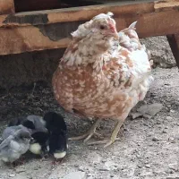 مرغ و خروس گلین لری.به همراه جوجه.توافقی