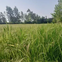 زمین زراعی|فروش زمین و ملک کلنگی|چوبر, |دیوار