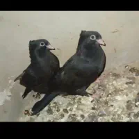 جوجه زاغ بازیکن