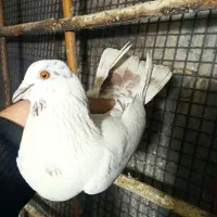 کفترکاشونی|پرنده|اصفهان, شاهد|دیوار