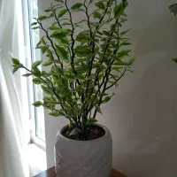 گل طبیعی
