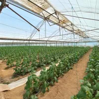 گلخانه فعال با اقامتگاه،امکانات کامل نزدیک پایتخت|فروش دفتر صنعتی، کشاورزی، تجاری|باغستان, |دیوار