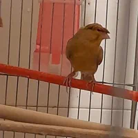 قناری مست مولد وتکی|پرنده|دهلران, |دیوار