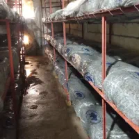 قارچ|فروشگاه و مغازه|آران و بیدگل, |دیوار