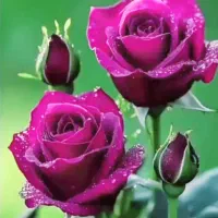 ۰۹۳۸۱۵۱۶۰۰۳