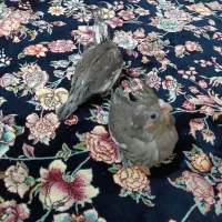 جوجه عروس سرلاکی|پرنده|قم, علی آباد سعدگان|دیوار