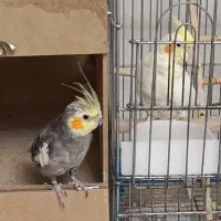 فروش عروس هلندی یک جفت