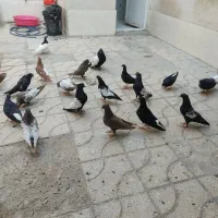 کبوتر
