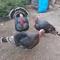 تخم بوقلمون برنز|حیوانات مزرعه|خوی, |دیوار