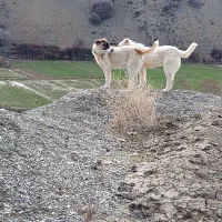 سگ گله