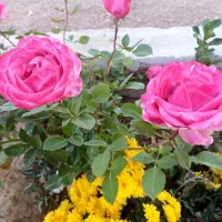 خانه ویلایی گل رز