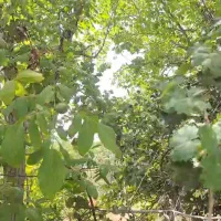 باغ دوهزار متری ساوه،غرق آباد،آق کهریز