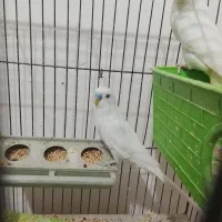 مرغ عشق|پرنده|فسا, |دیوار