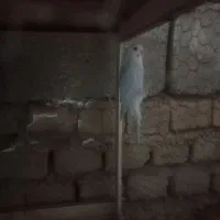 مرغ عشق ماده و یک عدد کفتر زاغ ماده