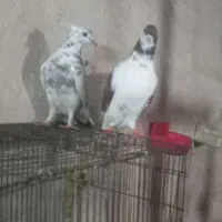 کبوتر دورگ و تک پر...