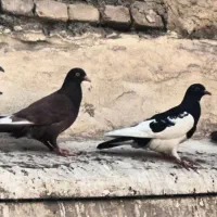 کبوتر خاص
