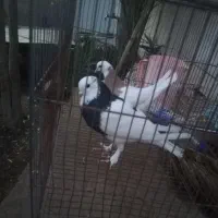 طوقی فروشی مامله با لاری