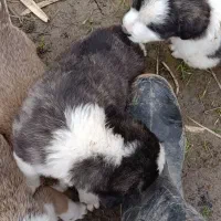 توله سگ|سگ|مینودشت, |دیوار