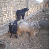 نر بز تگه میش بره بزغاله الاغ گله کرد
