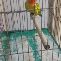 کوتوله برزیلی نر عروس