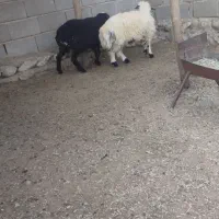 بره و بره قوچ