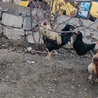 خروس محلی|حیوانات مزرعه|جلفا, |دیوار