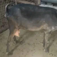 بز آبستن و بچه دار خارجی|حیوانات مزرعه|چاراویماق, |دیوار