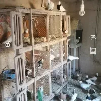 کبوتر طوقی