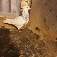 طوقی|پرنده|فردیس, شهرک ناز|دیوار