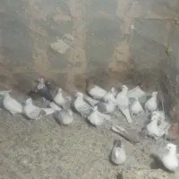 کبوتر شونی و کله ای