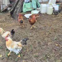 مرغ و خروس محلی