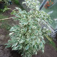 گل بنجامین ابلق