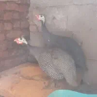 دو عدد مرغ مصری