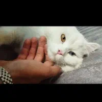 گربه پرشین میکس